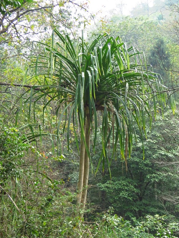 Pandanus furcatus eFlora of India